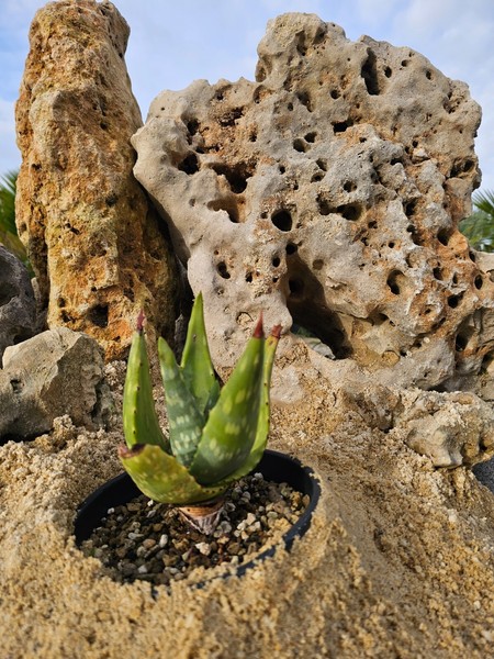 Aloe Littoralis