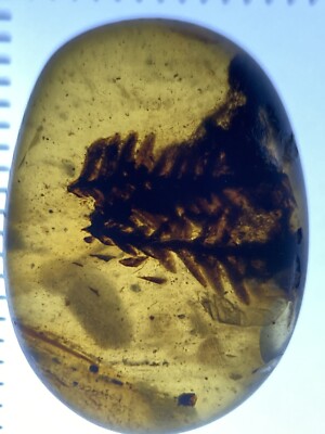Crystal Clear   Leaf   Leaves   Inclusion, Genuine Burmite Amber, 98myo! #6