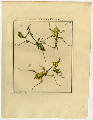 Antiker Druck - WANDERBLATT - STOCKINSEKT - PHASMATODEA - 7 - Rosel van Rosenhof - 1765