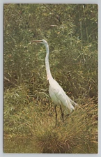 Spring Hill FL Snowball The Great White American Egret Bird Weeki Wachee Springs