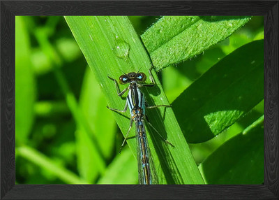 Blue Dragonfly Framed Wall Art Poster Canvas Print Picture