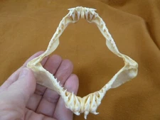 (SJ80-5) Rare 4-1/4" wide CROCODILE SHARK jaw sharks Pseudocarcharias kamoharai