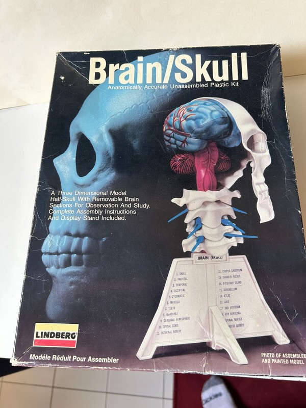 1987 Lindberg Brain And Skull Model Kit comp. In Box
