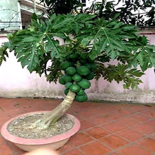 20 "DWARF SOLO WAIMANALO" Carica Papaya Fruit Tree Seeds Fast Houseplant