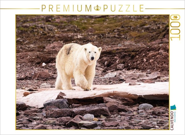 Calvendo Puzzle Polar Bear | 1000 Pieces, Finished Size 25.2 × 18.9 In (64 × 48-image