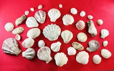 japanese sea glass Surf-Tumble Seashell Set  okinawa shell  Various kinds