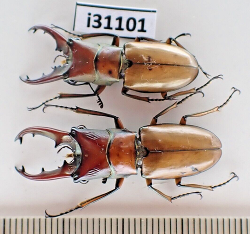 i31101. Insects, Lucanidae: Cyclommatus sp. Vietnam, Lai Chau | eBay