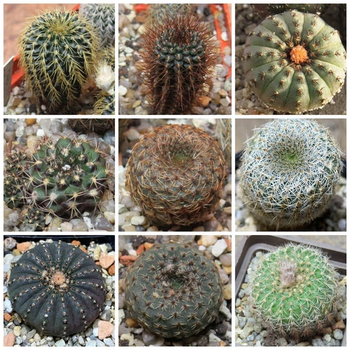 Frailea mix 100seeds harvest 2025