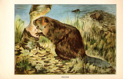 1926 Vintage ANIMALS 