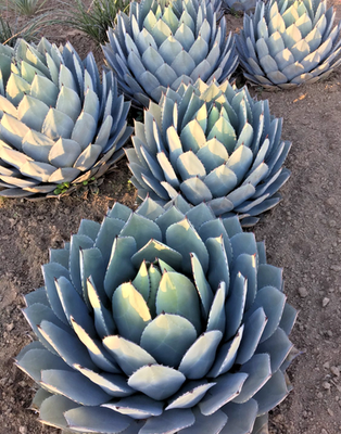 Agave Parryi Truncata (Artichoke Agave) Specimen Grade Live Plant - 4 sizes  | eBay