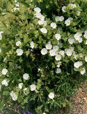 Potentilla Abbotswood White Shrub Hardy Outdoor Garden Plant Growing in