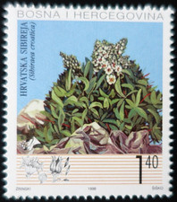 TIMBRE de BOSNIE-HERZÉGOVINE - HERCEG-BOSNA - FLEURS N°32 NEUF ** LUXE MNH