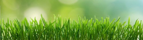 Lawn moss killer and Fertilizer 500g sachet; to treat 100 square meters - Picture 6 of 8