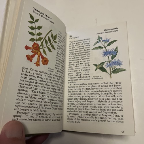 The Observer’s Book Of… Trees. Also Flowering Trees and Shrubs. # 4 + 44. VG. - Imagen 14 de 19