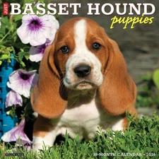 Willow Creek Press, Just Basset Hound Puppies 2026 Wall Calendar, Multicolor 