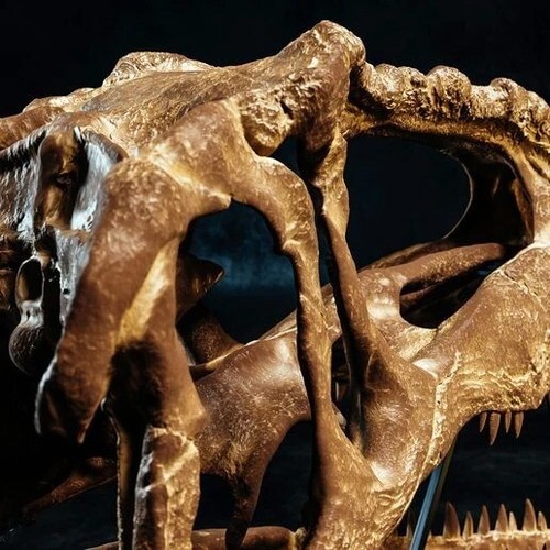 3d printed Giganotosaurus dinosaur head skull model dinosaur 1:3 - Picture 3 of 4