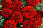 25+ French Fireball Marigold Seeds for Garden Planting - Usa - Free Shipping!