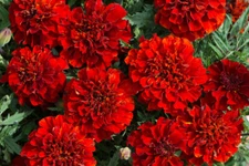 25+ French Fireball Marigold Seeds for Garden Planting - USA - FREE SHIPPING!