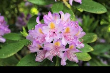 40 CAROLINA RHODODENDRON Carolinianum Dwarf Azalea Pink Purple Flower Shrub Seed