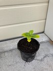 Picture 5 of 12