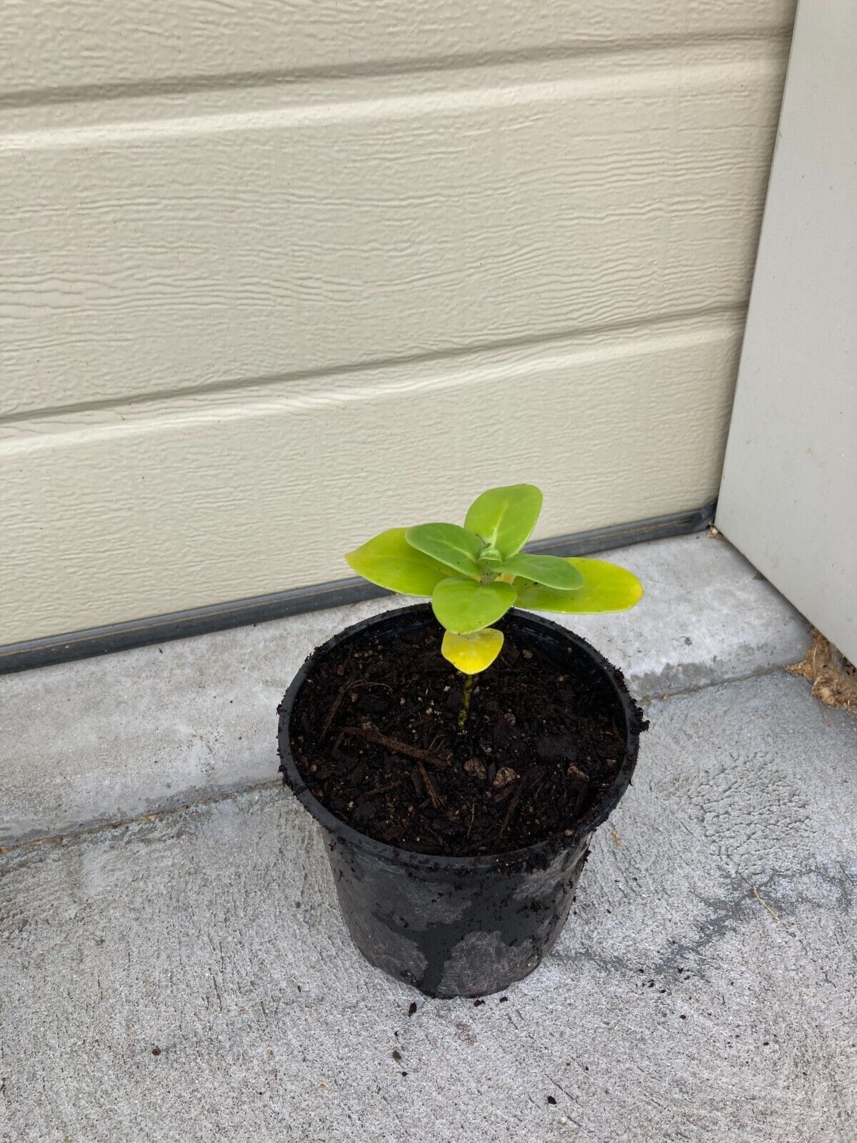 Picture 5 of 12