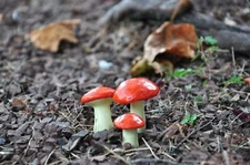 G & F 10025 Miniature Fairy Garden Resin Mushrooms Various Colors Set Of 3