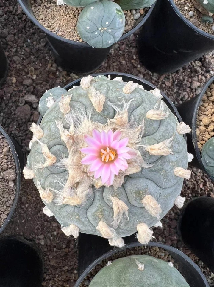 Мульти головки суккулент растение LW дома сад красивый горшок 8-11 см bai - Изображение 2 из 4