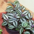 Foto 3 di 3