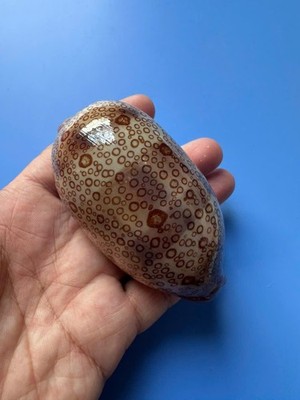 88.6mm | Cypraea Argus| F+++ | BIG size |Beautiful shell