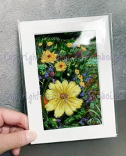 Sulfur Yellow Cosmos Flowers Garden HAND-HIGHLIGHTED 5x7" MATTED Art Print