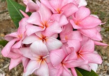5 Pink White Plumeria Seeds Perennial Flowers Seed Frangipani US SELLER