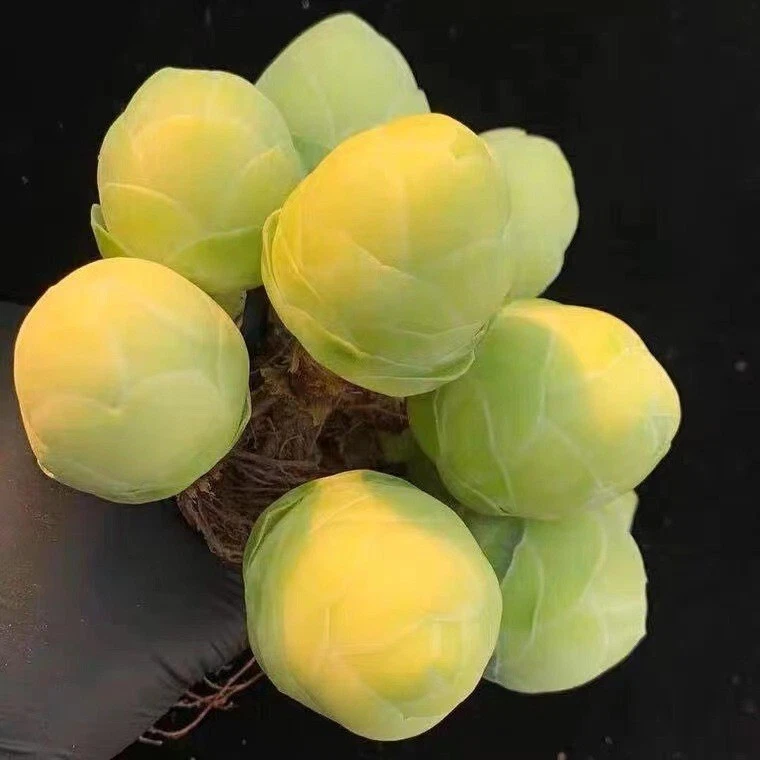 Suculenta rara.   rosa da montanha.     10 SEMENTES - Imagem 4 de 4