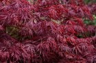 Acer palmatum dissectum atropurpureum Red Laceleaf Japanese Maple Seeds!