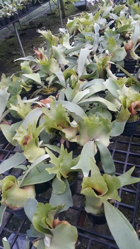 Staghorn Fern Platycerium Willinckii Bali PHYTO Certificate - 第 2/2 張圖片