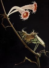 Insect with Bloom by Franz Sedlacek – Surrealist Nature Painting Art Print