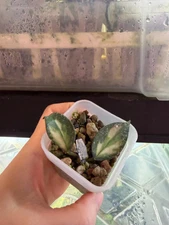 hoya Nabawanensis variegated rooted cutting. Exact plant fast shipping