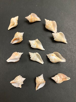  Lot of 12 Mini Fighting Conch Shells
