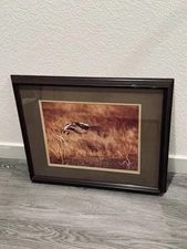 Thomas D. Mangelsen Original Print Duck Flying Signed And Numbered 87/850