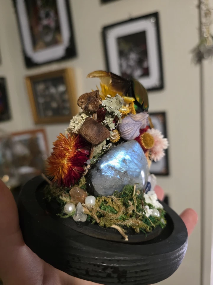Glass Dome Beetle Display Insect Specimen Entomology Labradorite Crystal - image 2 of 3