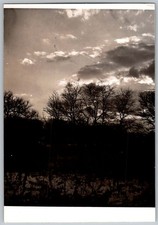 Vtg B&W Snapshot Trees Silhouette At Dusk 1950s