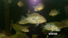 4 convict zebra cichlids  (1-2inches)