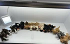 Lot of 14 Ty Beanie Babies - All Dogs / Puppies with Heart Tags - Vintage