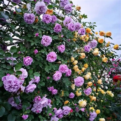 その他 rose Dark X-pression Dutch Florist Shrub Rose – Highgarden Roses