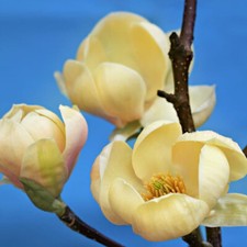 Magnolia Honey Tulip - Magnolia - Grafted Plant in 1 L Pot