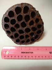 Lotus Pods lg for Aquarium/Terrarium, Potpourri, Crafting, Decoration 5/pkg