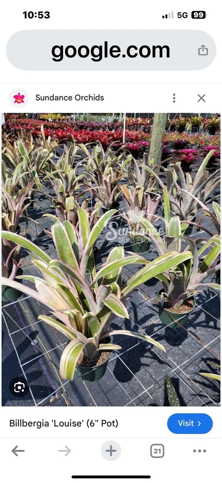 Bromeliad Billbergia   Louise. Hybrid Half Mature  PlantCollector Item  Rare !!! - Image 2 of 2