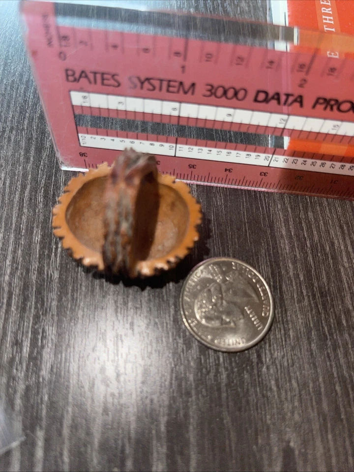 RARE Hand Carved Black Walnut Shell EASTER EGG Basket - Folk Art Nut Miniature - Image 2 of 4