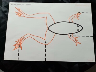ancien croquis de sciences les animaux.la grenouille n33/la carpe n34 rossignol  - Photo 1/3