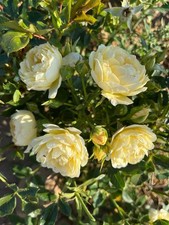 Miniature Patio Rose Plant  'Sweet Memories' bare root