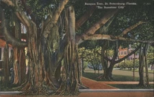 Banyan Tree,St. Petersburg,Florida,FL Tichnor Pinellas County Linen Postcard